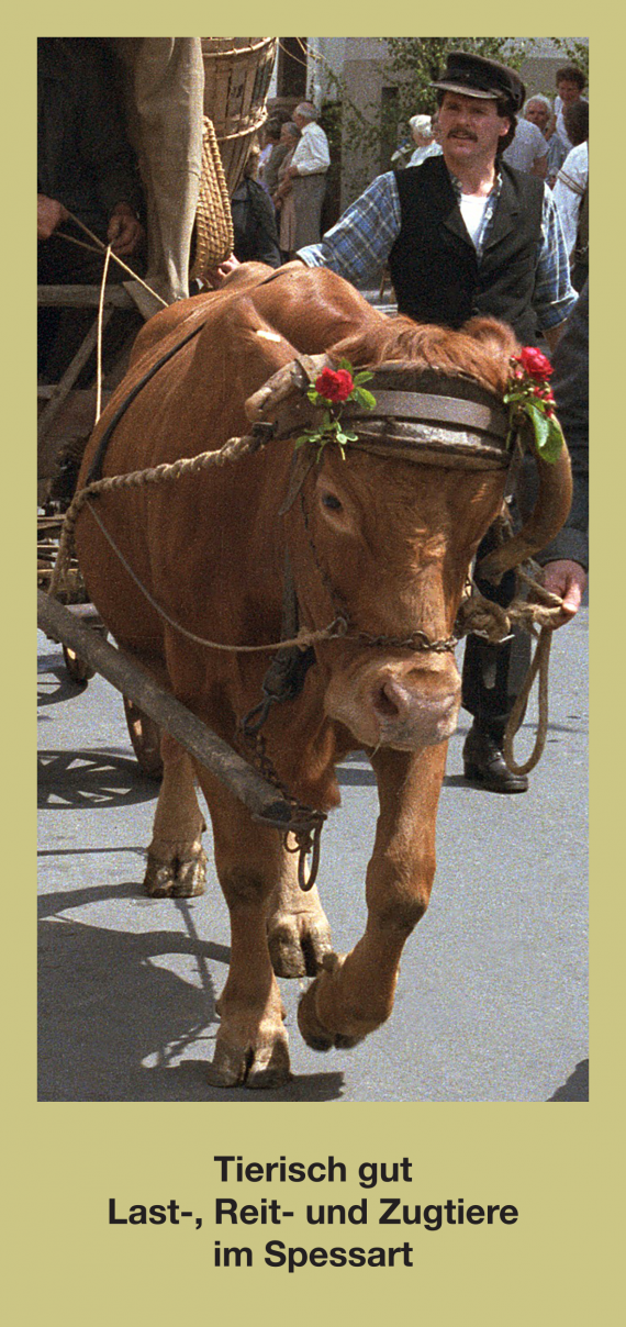 Vorderseite der Flyer f&uuml;r die Ausstellung "Tierisch gut. Last- , Reit- und Zugtiere im Spessart". Auf olivgr&uuml;nem Hintergrund ein Farbfoto, das eine rotbraune Kuh der Rasse Fr&auml;nkisches Gelbvieh zeigt, die einen Wagen zieht. Dahinter l&auml;uft der Besitzer.